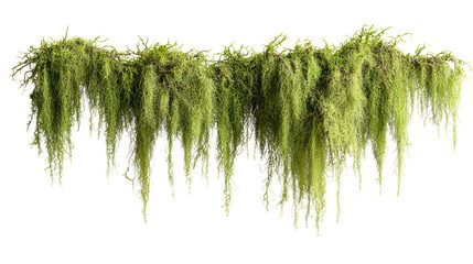 Green hanging moss and foliage with delicate tendrils against a white background, cut out transparent