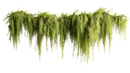 Green hanging moss and foliage with delicate tendrils against a white background, cut out transparent
