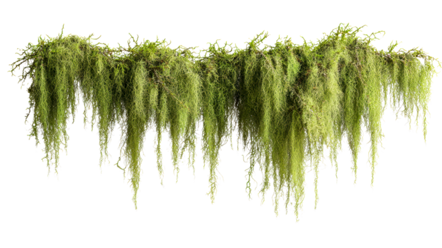 Green hanging moss and foliage with delicate tendrils against a white background, cut out transparent