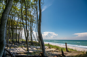 Der Dar&szlig;wald trifft auf die Ostsee, am Weststrand bei Ahrenshoop auf dem Dar&szlig;