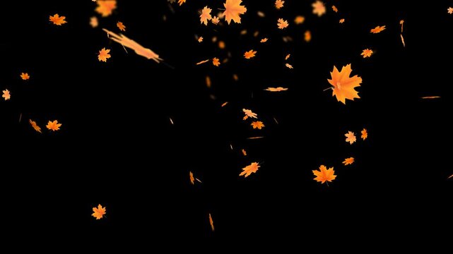 Falling autumn maple leaves animation with transparent background and alpha channel. Seasonal motion effect for video projects, overlays, transitions, festive design and creative visual compositions.