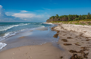 Der Weststrand mit Darßwald auf dem Darß im Sommer