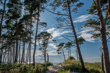 Obraz premium Blick zwischen den Bäumen des Darßwaldes auf den Weststrand auf dem Darß bei Ahrenshoop im Sommer