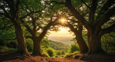 Fototapeta premium Sunbeam Gate Trees frame hilltop vista at sunset Dreamy with nature escape.