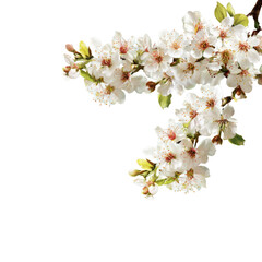 Close-up of blossoming branch