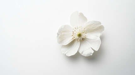 Fototapeta premium A single Maisonâ€™s flower placed on a pure white background. 