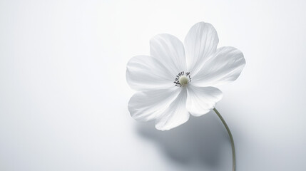 A single Maisonâ€™s flower placed on a pure white background.