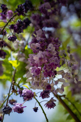 Lilas en flor
