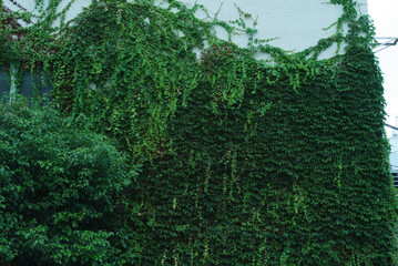 Ivy on Wall（壁を這う蔦）