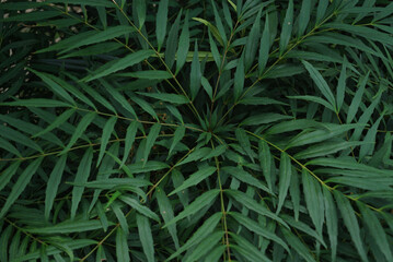 Fototapeta premium Close-up of Green Leaves Texture（緑の葉のクローズアップテクスチャ）