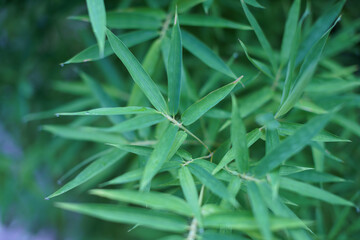 Close-up of Green Leaves Texture（緑の葉のクローズアップテクスチャ）
