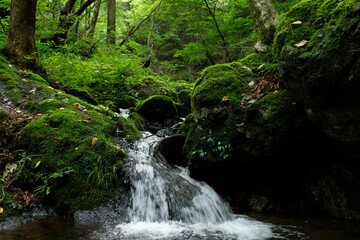 Moss Water Green Photography