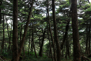 Mossy Forest Landscape（苔むした森の風景）