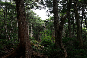 Mossy Forest Landscape（苔むした森の風景）