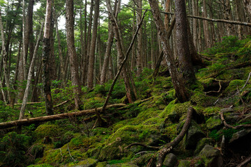 Mossy Forest Landscape（苔むした森の風景）