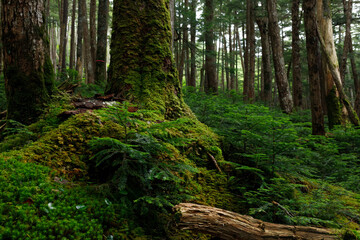 Obraz premium Mossy Forest Landscape（苔むした森の風景）