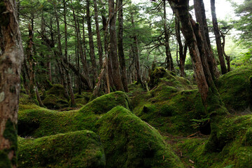 Mossy Forest Landscape（苔むした森の風景）