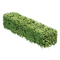 The Rectangular Cropped Hedge Cotoneaster 