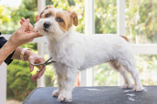 Side view of a Jack Russell dog being groomed standing on the table. Professional groomer holding his chin up. The dog is looking  at the camera. Horizontally. 