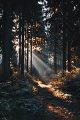 Naklejka premium Sunbeams pierce a dark forest, illuminating a path through autumnal undergrowth