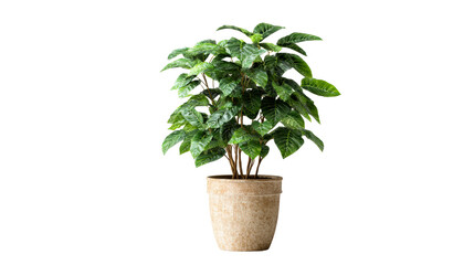 Obraz premium Lush Green Houseplant in Textured Terracotta Pot Isolated on White, cut out transparent