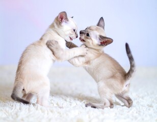 Obraz premium Two playful kittens wrestle