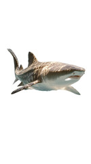 Massive Megamouth Shark Glides Silently Through Ocean Waters