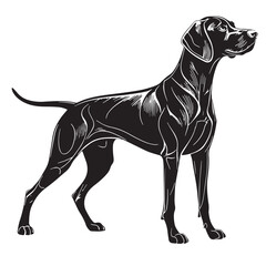 black vizsla Silhouette Vector, High Quality Illustration on White Background