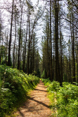Landscape of Pine Trees and Ferns in Saldropo Marsh Forest, Gorbeia Natural Park