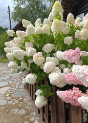 panicle hydrangea Vanilla Fraise, beautiful landscape design,