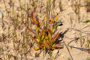 Drosera variegata in natural habitat