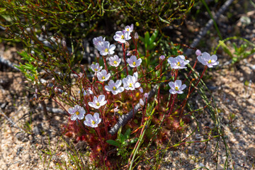 Drosera aff. alba with white flowers in natural sandy habitat in the Northern Cape of South Africa