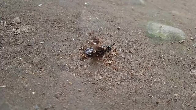 A colony of red ants eating black soldier flies