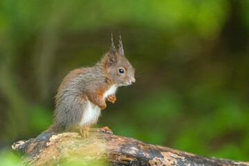 A cute european red squuirrel sits in a branch. Sciurus vulgaris. Portrait of a brown squirrel.