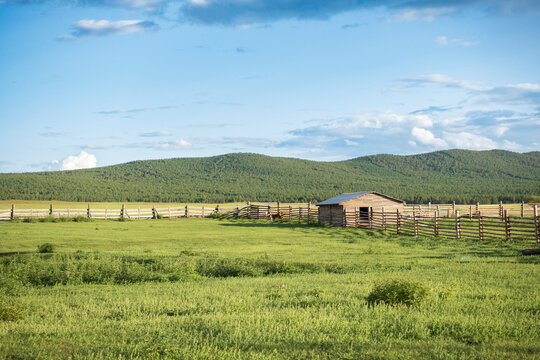 Little calves run around the farm. Summer in Buryatia 
