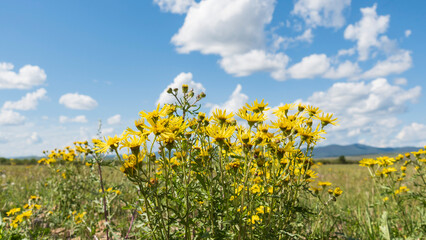 Yellow flowers under the blue sky. Scenic summer view