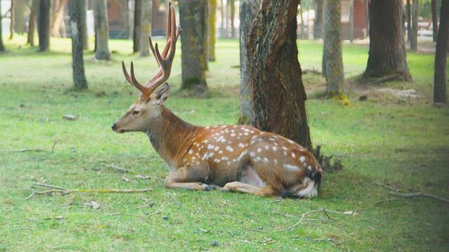 Majestic deer with antlers resting on green grass under trees, gradually rising to graze, showcasing serene beauty of wildlife in a natural forest environment with sunlight filtering through branches