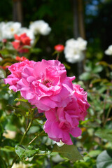Pink rose flower - Latin name - Rosa Madame Louisa