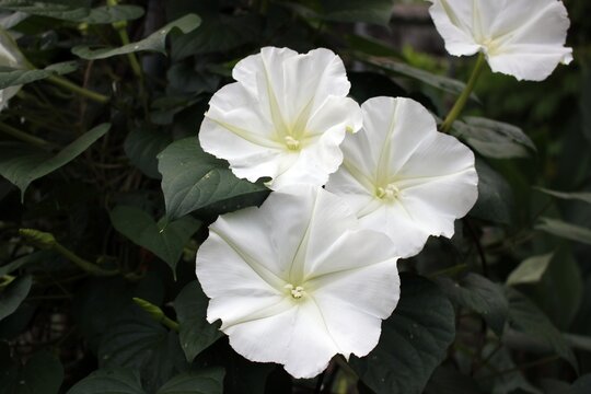 Edible moonflower blossoms (Ipomoea alba) close up, tropical night-blooming white flowers used in cooking and herbal cuisine