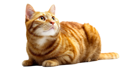 Curious ginger tabby cat lying down attentively on a white surface looking upwards, cut out transparent