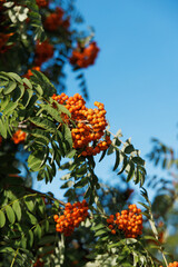 Juicy red Mountain Ash berries in a lush cluster, framed by fresh green foliage under natural daylight and a bright blue sky.