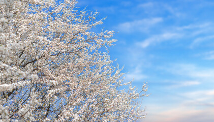 Branches of a white blooming tree are set against a clear, vibrant blue sky with soft, wispy clouds, capturing the essence of spring.