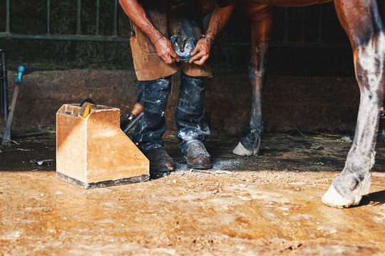 Farrier shoeing a horse in stable, close-up of hoof care and horse grooming - Powered by Adobe