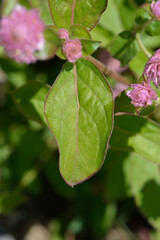 Fototapeta premium Globe amaranth leaf - Latin name - Gomphrena globosa