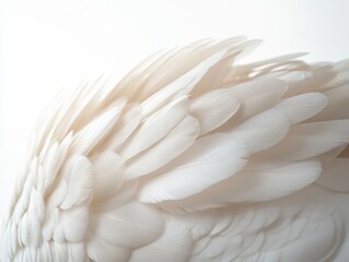 Obraz premium Soft White Feather Texture Background Abstract white feather texture soft abstract background wing