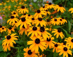 Vibrant yellow coneflowers in a garden bed