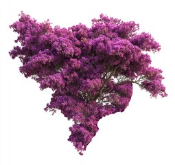 Purple flowering tree, full bloom, isolated on white