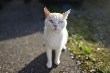 Young Stray cat looking serious at camera. Horizontal image with selective focus.	