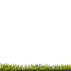 green grass border
