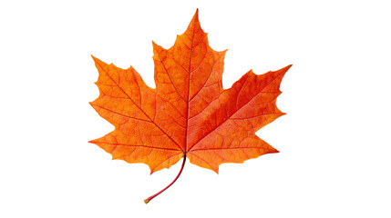 Vibrant orange maple leaf isolated on a white background, showcasing intricate veins and natural beauty.